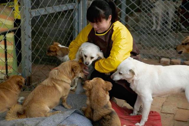 流浪動物救助圖片